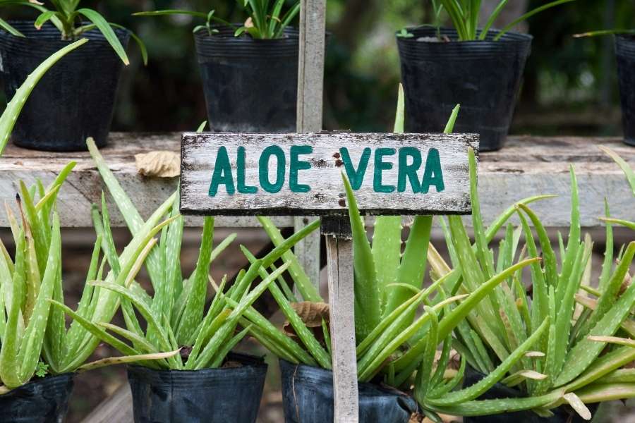 Wie du Aloe Vera in deine Ernährung integrieren kannst